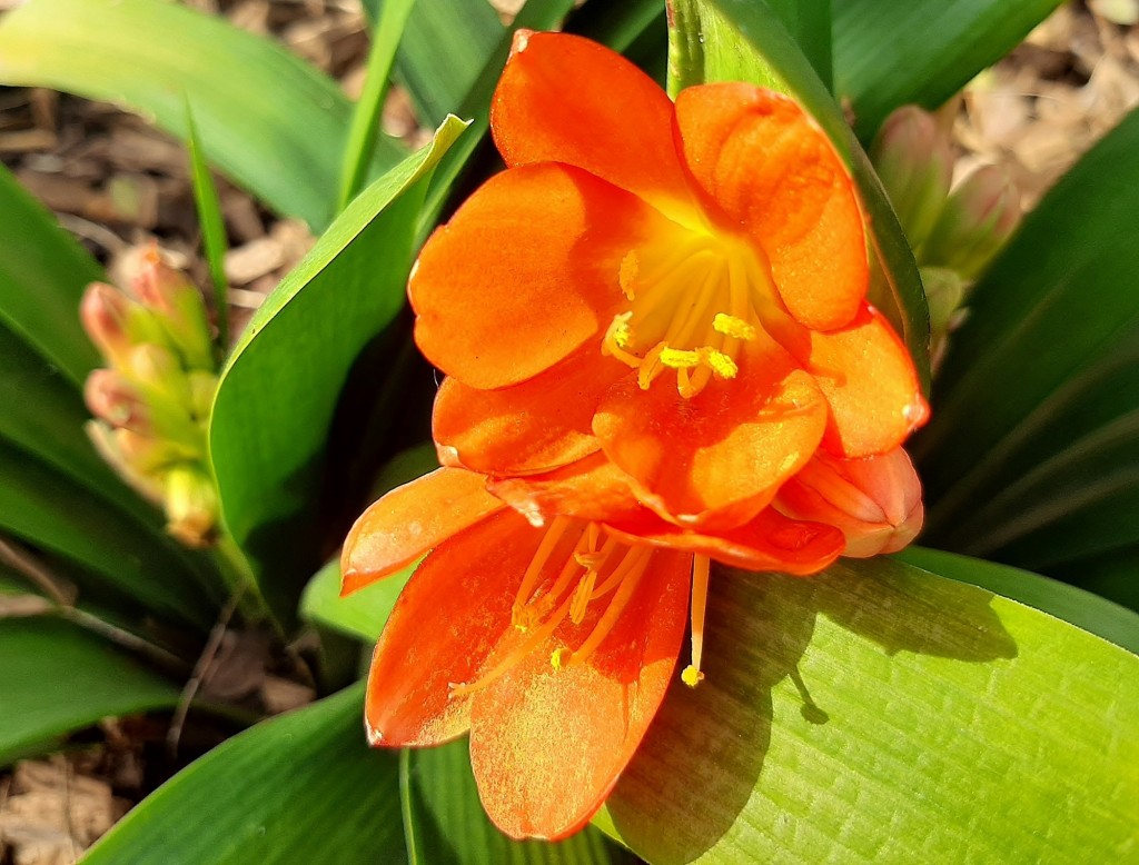 Foto: Flor en la ciudad - Barcelona (Cataluña), España