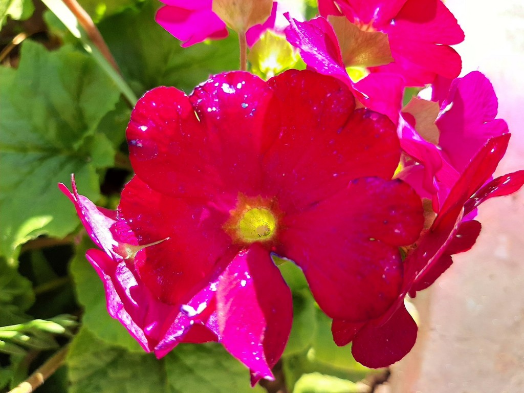 Foto: Flor en la ciudad - Barcelona (Cataluña), España