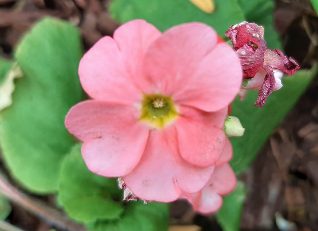 Foto: Flor en la ciudad - Barcelona (Cataluña), España