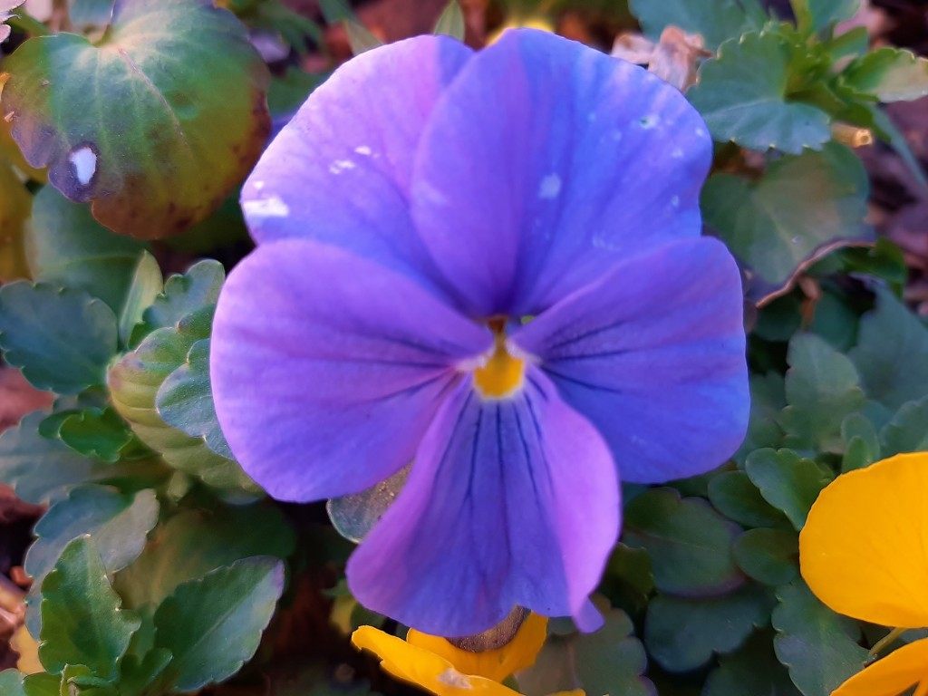 Foto: Flor en la ciudad - Barcelona (Cataluña), España