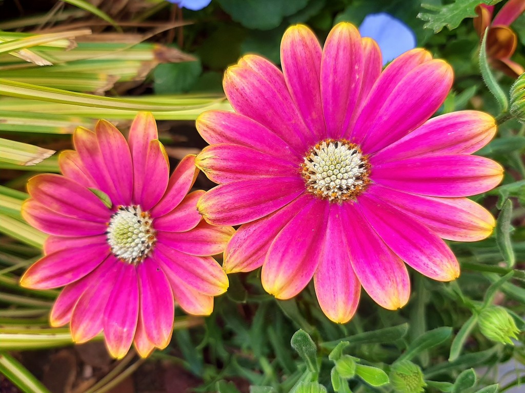 Foto: Flor en la ciudad - Barcelona (Cataluña), España