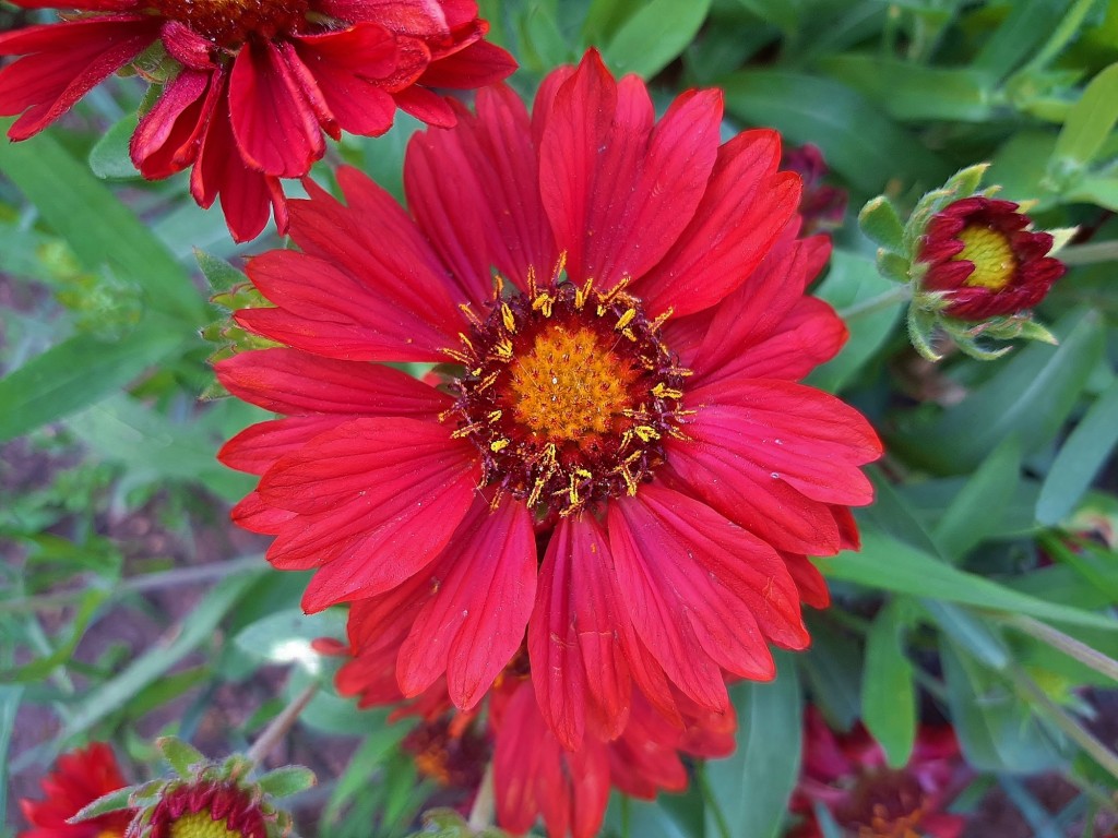 Foto: Flor en la ciudad - Barcelona (Cataluña), España