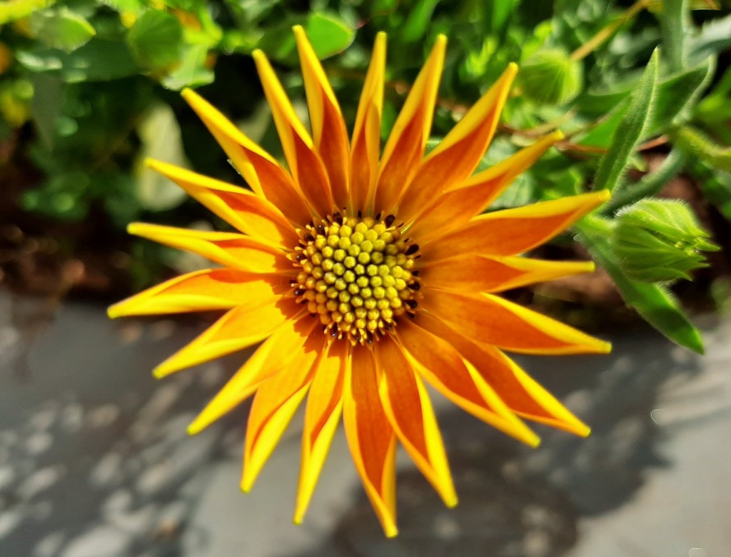 Foto: Flor en la ciudad - Barcelona (Cataluña), España