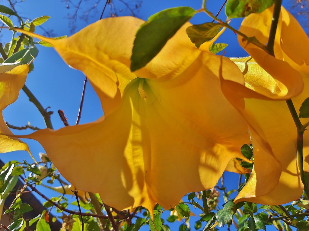 Foto: Flor en la ciudad - Barcelona (Cataluña), España