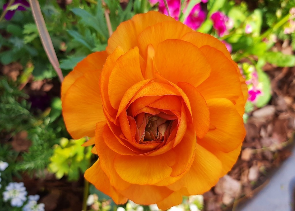 Foto: Flor en la ciudad - Barcelona (Cataluña), España