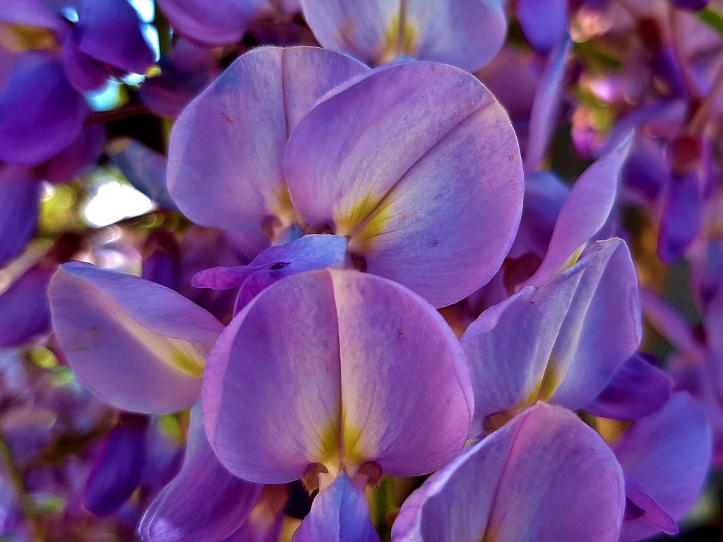 Foto: Flor en la ciudad - Barcelona (Cataluña), España