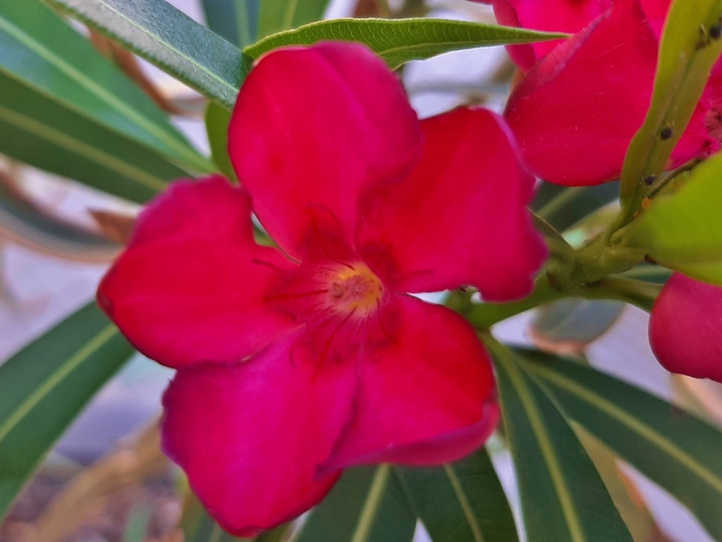 Foto: Flor en la ciudad - Barcelona (Cataluña), España