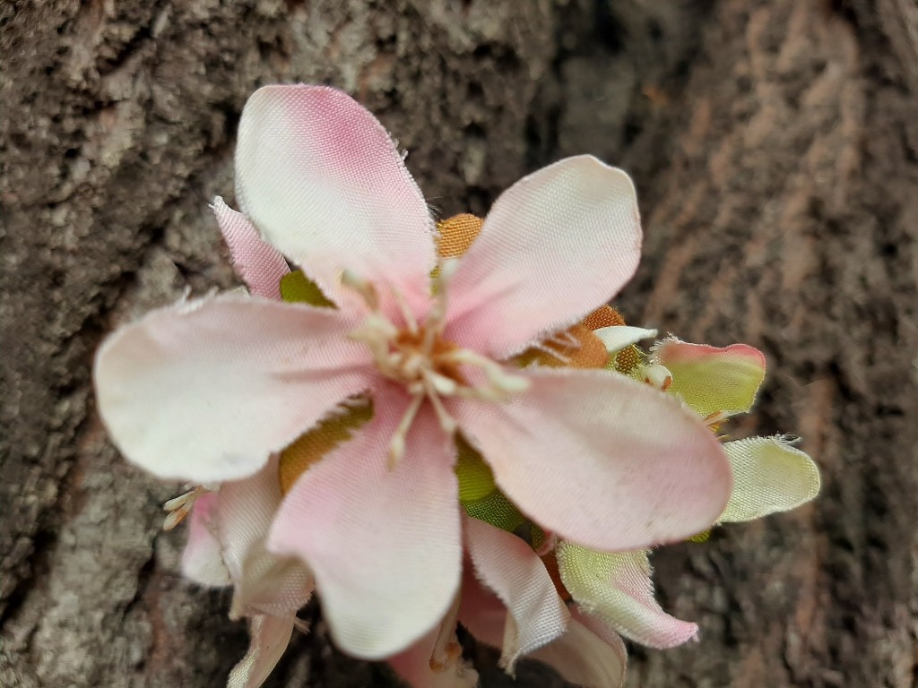 Foto: Flor en la ciudad - Barcelona (Cataluña), España