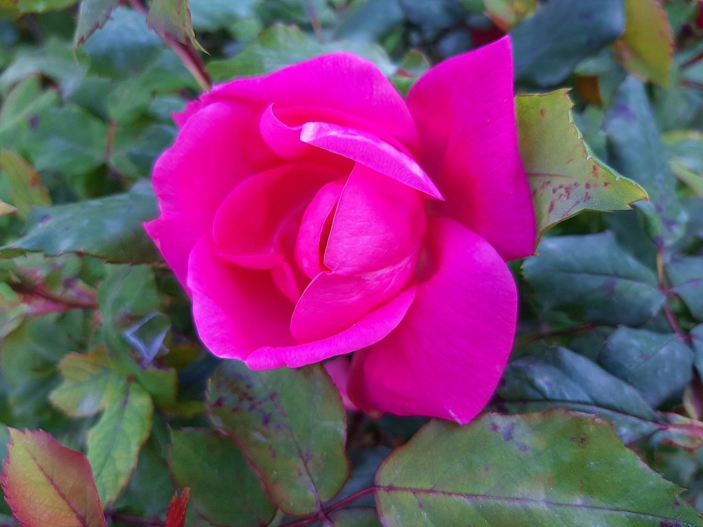 Foto: Flor en la ciudad - Barcelona (Cataluña), España