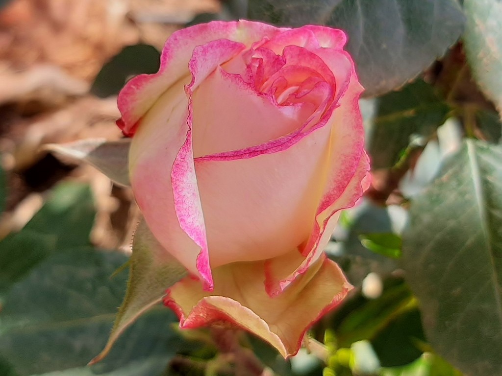 Foto: Flor en la ciudad - Barcelona (Cataluña), España