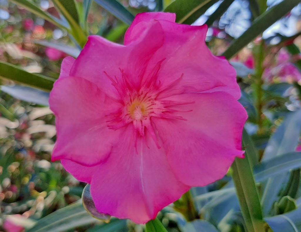 Foto: Flor en la ciudad - Barcelona (Cataluña), España