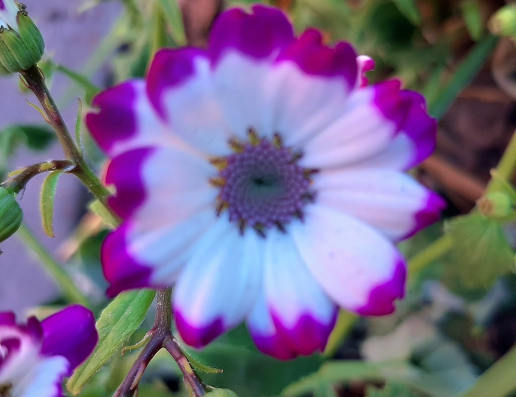 Foto: Flor en la ciudad - Barcelona (Cataluña), España