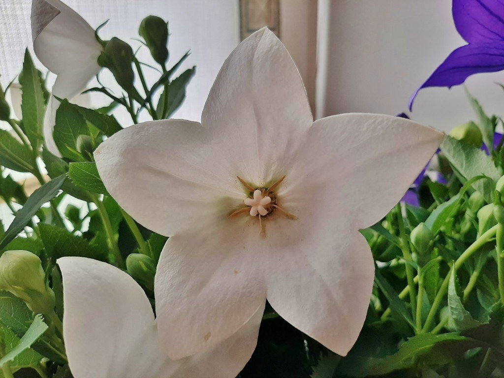 Foto: Flor en la ciudad - Barcelona (Cataluña), España