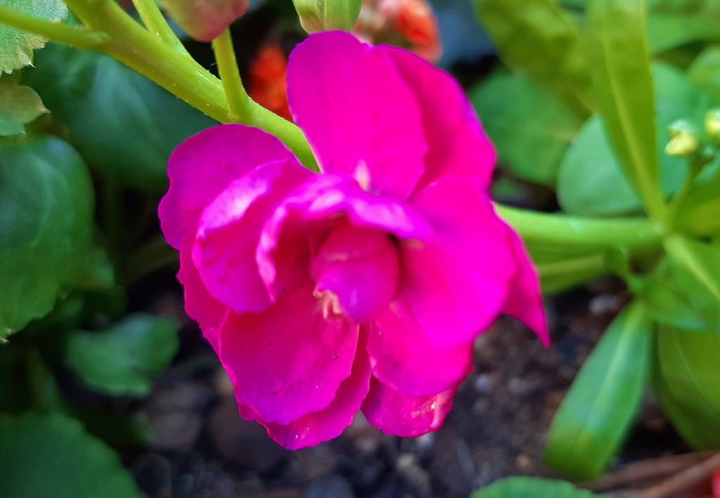 Foto: Flor en la ciudad - Barcelona (Cataluña), España