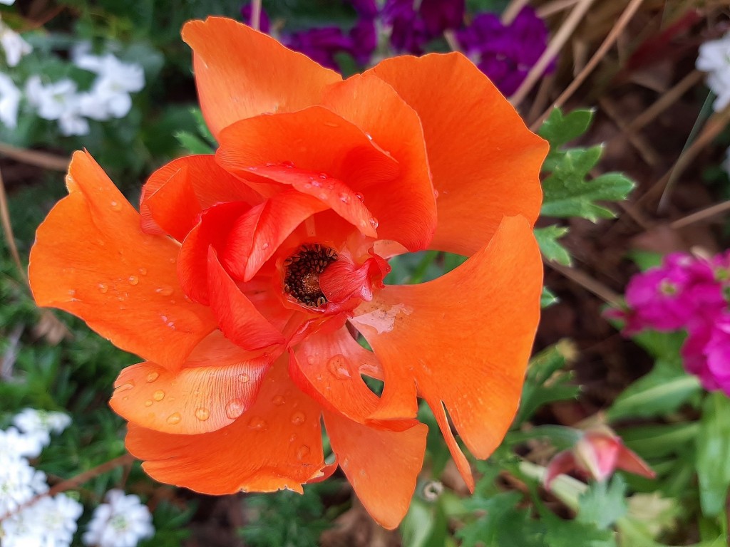 Foto: Flor en la ciudad - Barcelona (Cataluña), España