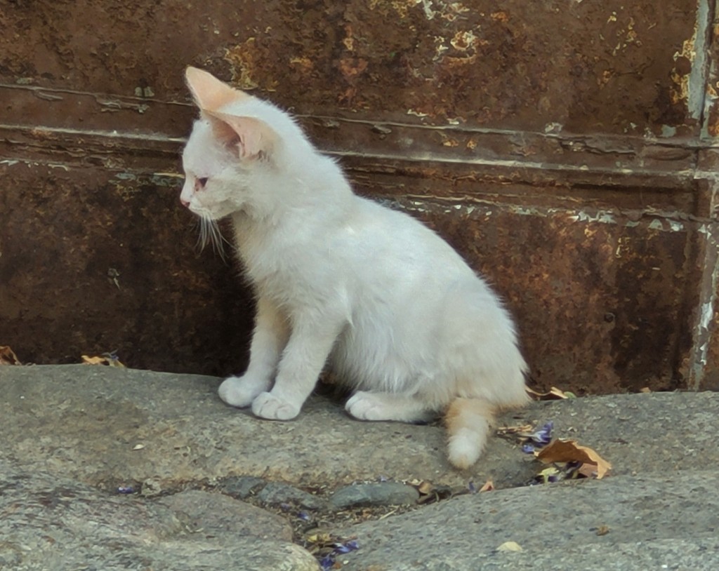 Foto: Gatito - San Martín de Trevejo (Cáceres), España