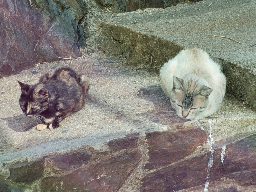 Foto: Gatitos - El Gasco (Cáceres), España