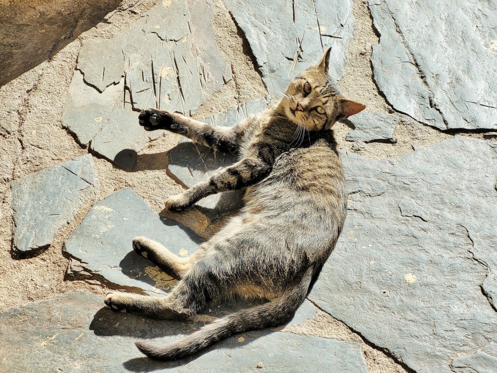 Foto: Gatito - El Gasco (Cáceres), España