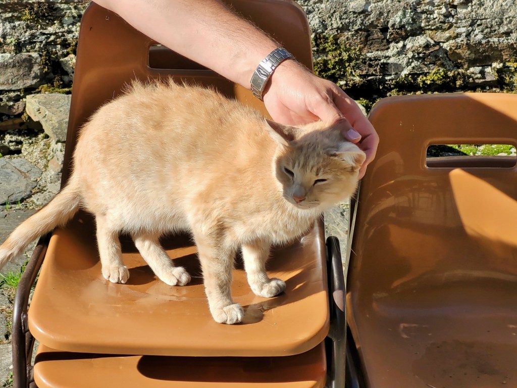 Foto: Gatito - Sant Joan de Torán (Lleida), España