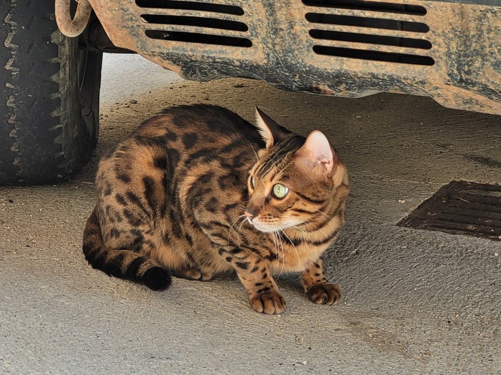 Foto: Gatito - Gessa (Lleida), España