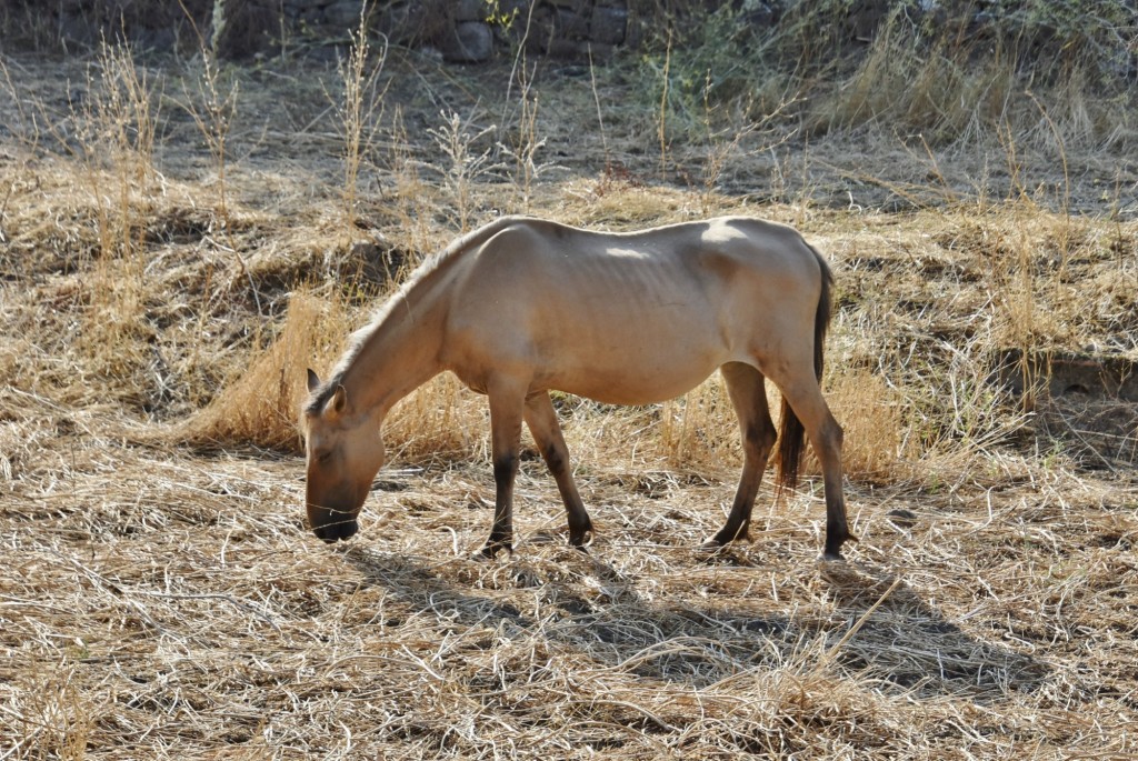 Foto: Caballo - Granadilla (Cáceres), España