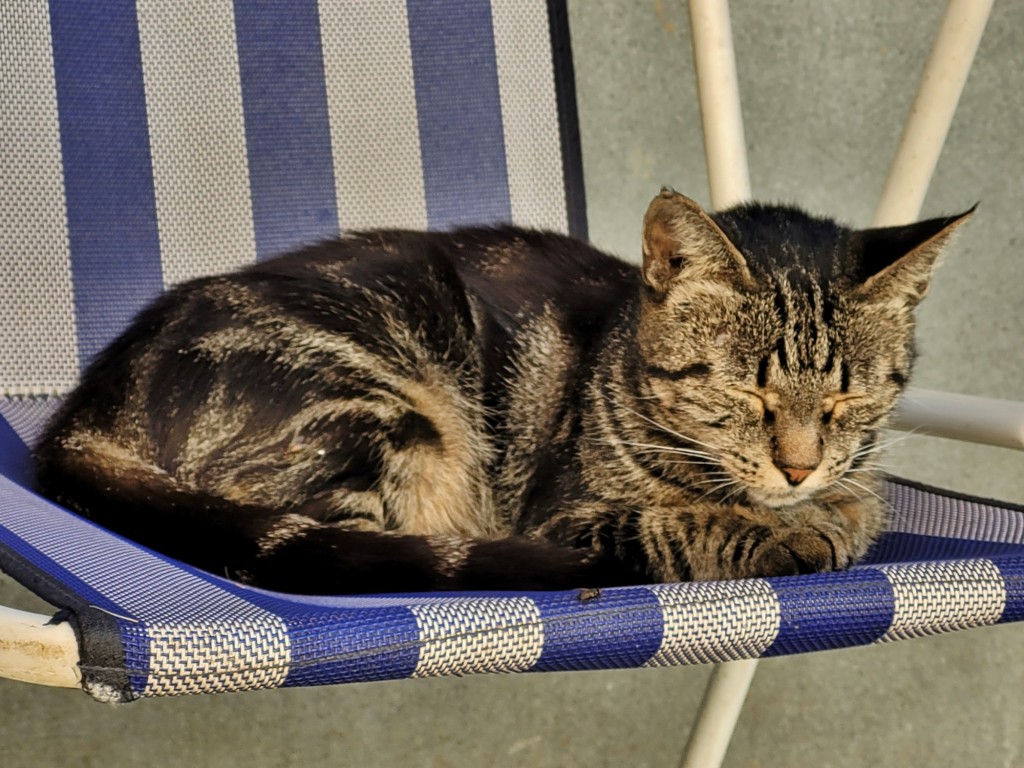 Foto: Gatito - Valverde de la Vera (Cáceres), España