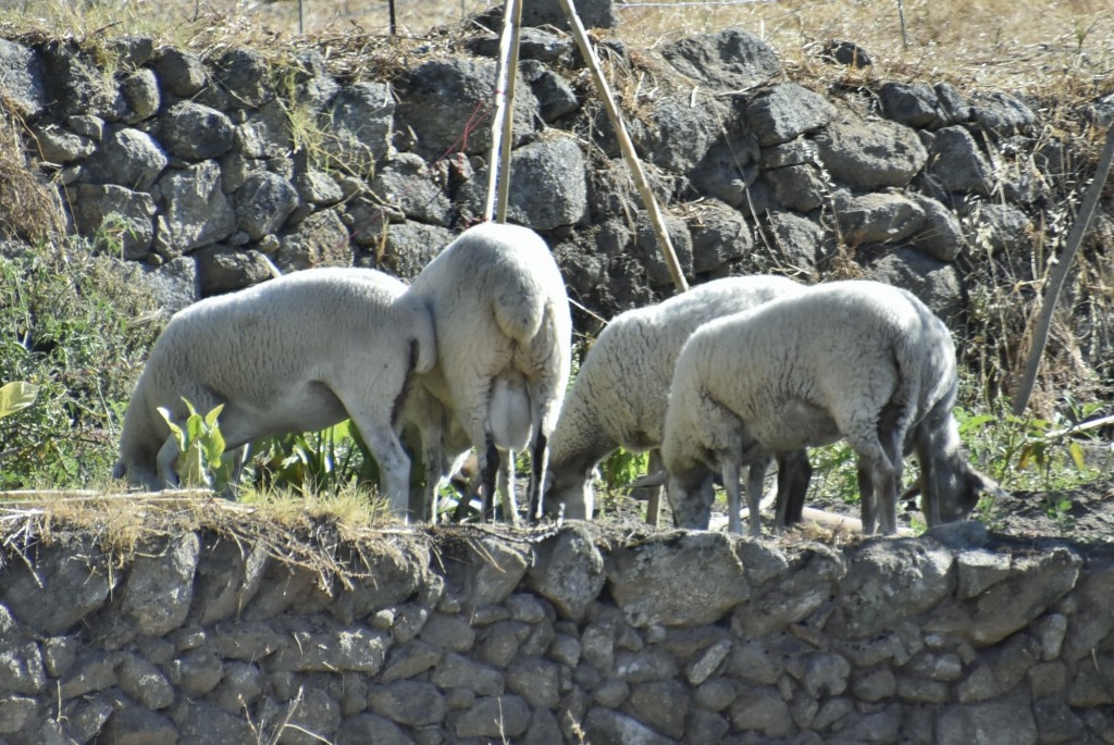 Foto: Animalitos - Valverde de la Vera (Cáceres), España