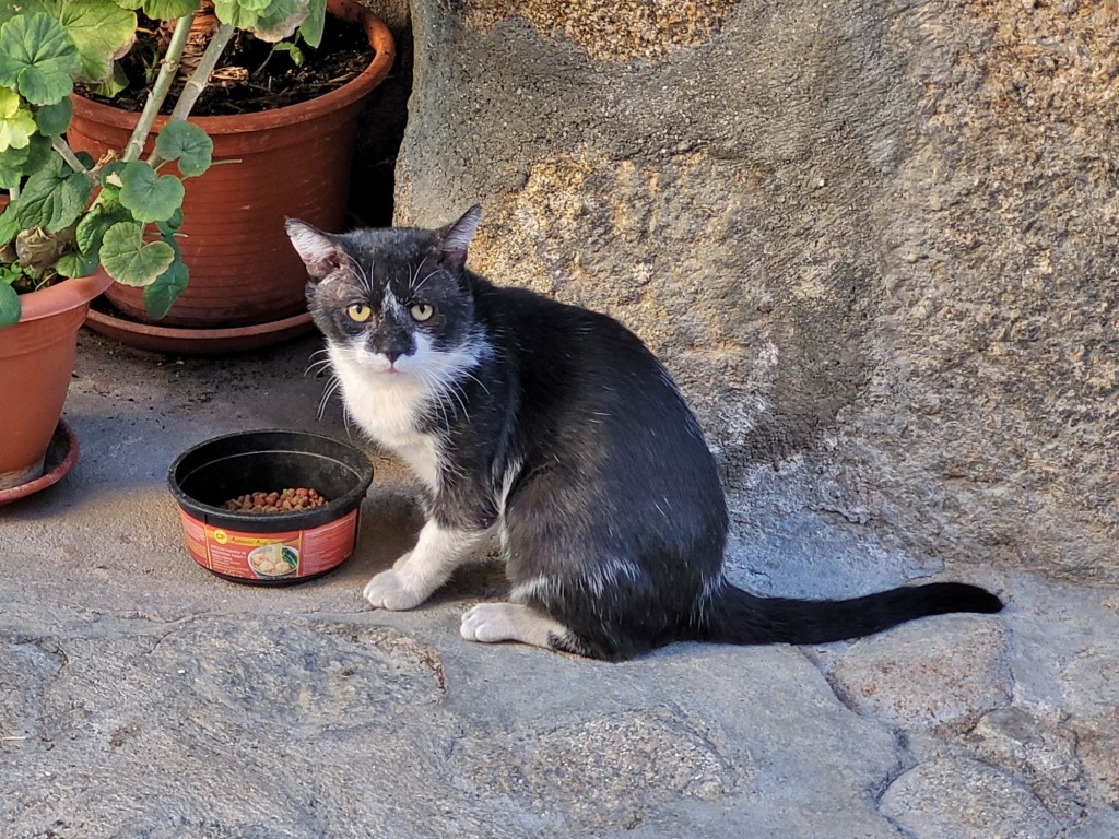 Foto: Gatito - Valverde de la Vera (Cáceres), España