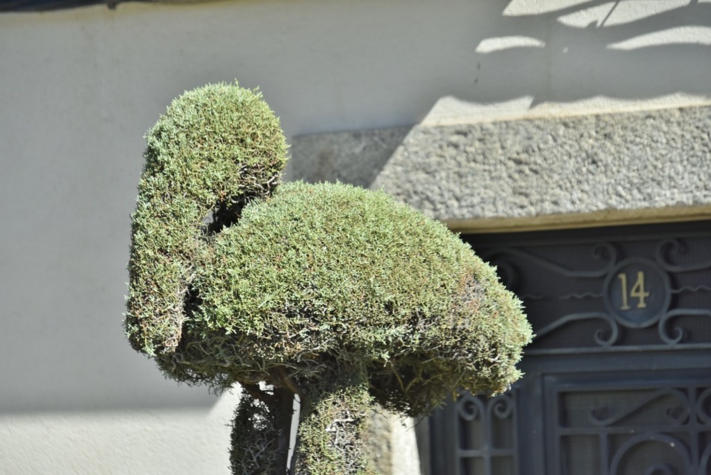 Foto: Arte vegetal - Losar de la Vera (Cáceres), España