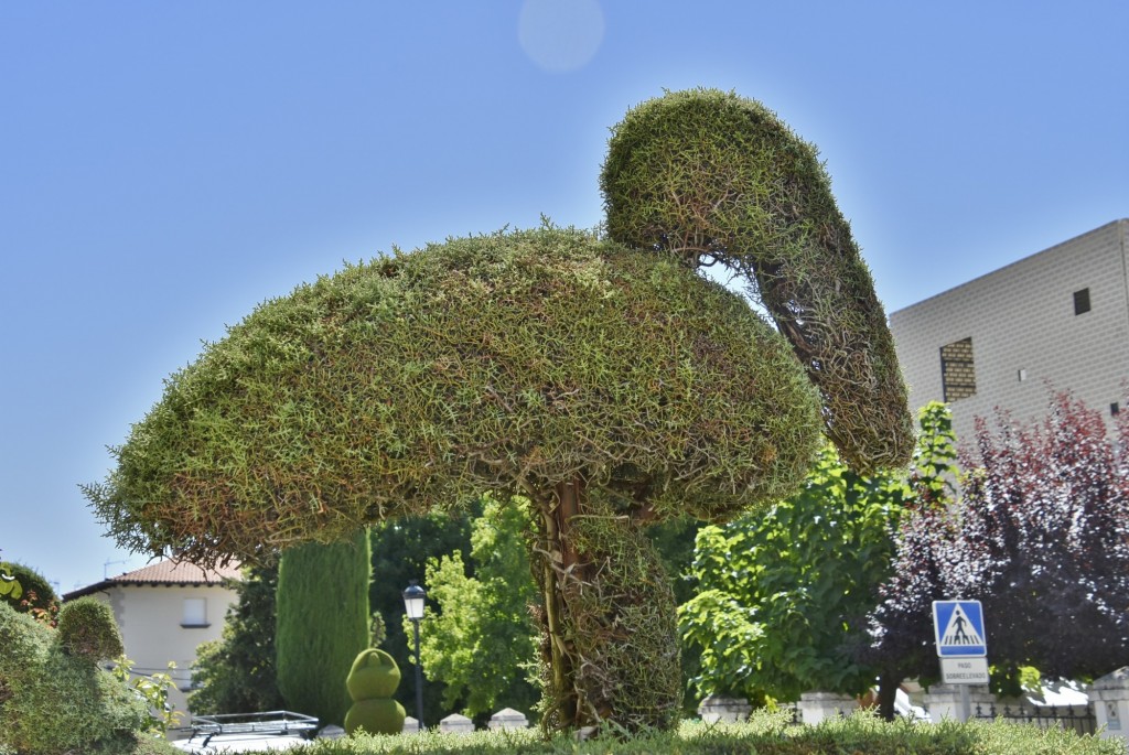 Foto: Arte vegetal - Losar de la Vera (Cáceres), España