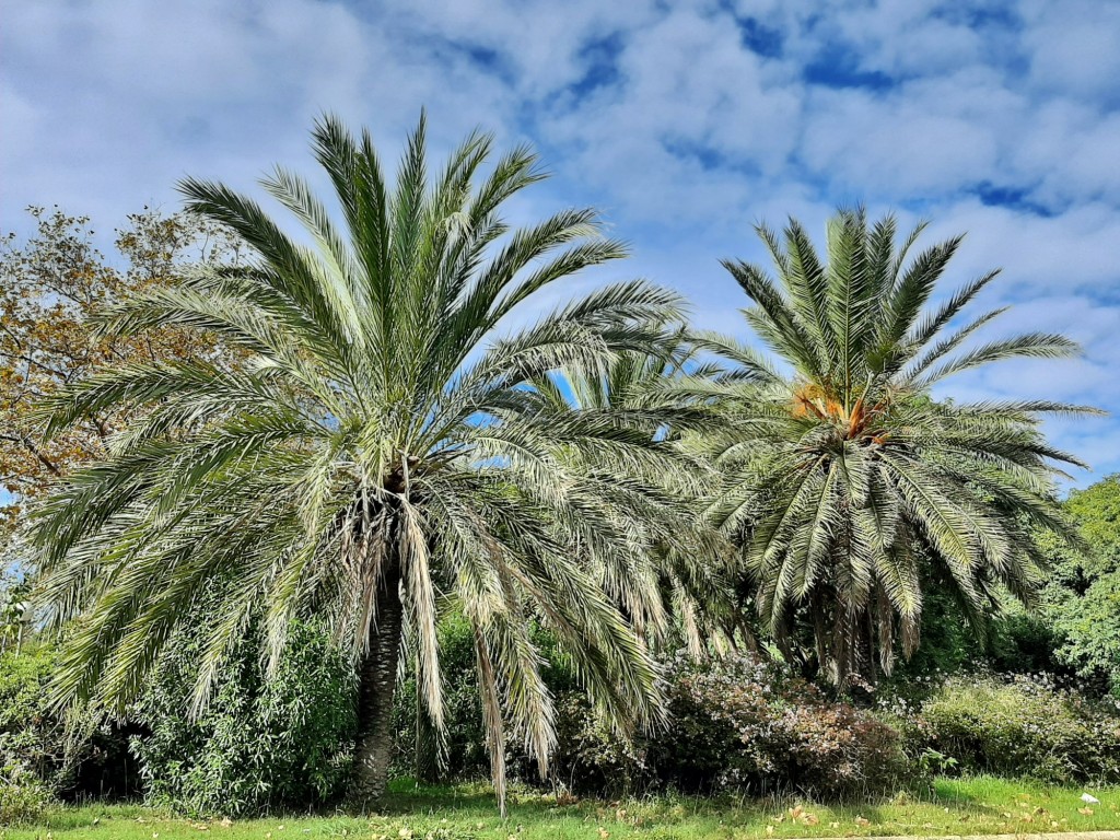 Foto: Jardín - Barcelona (Cataluña), España