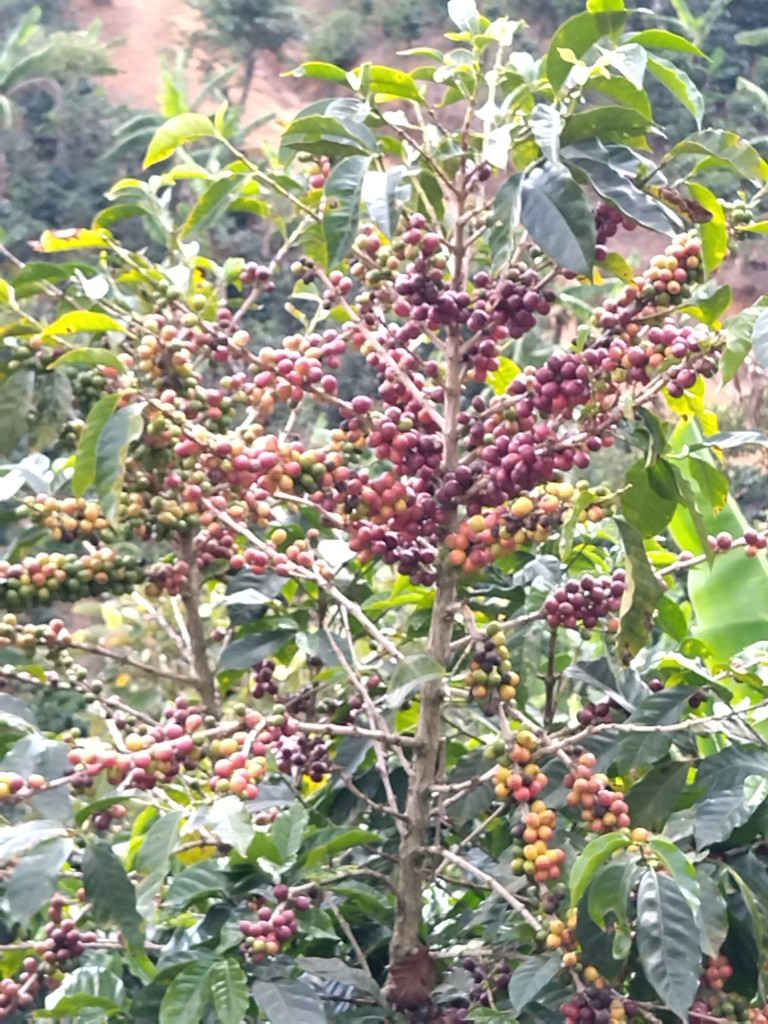 Foto: Cafeto - San Marcos de Tarrazu (San José), Costa Rica