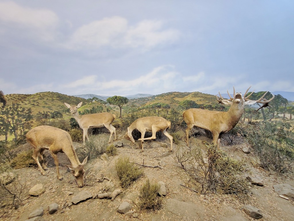 Foto: Diorama en el Palacio Real - Real Sitio de San Ildefonso (Segovia), España