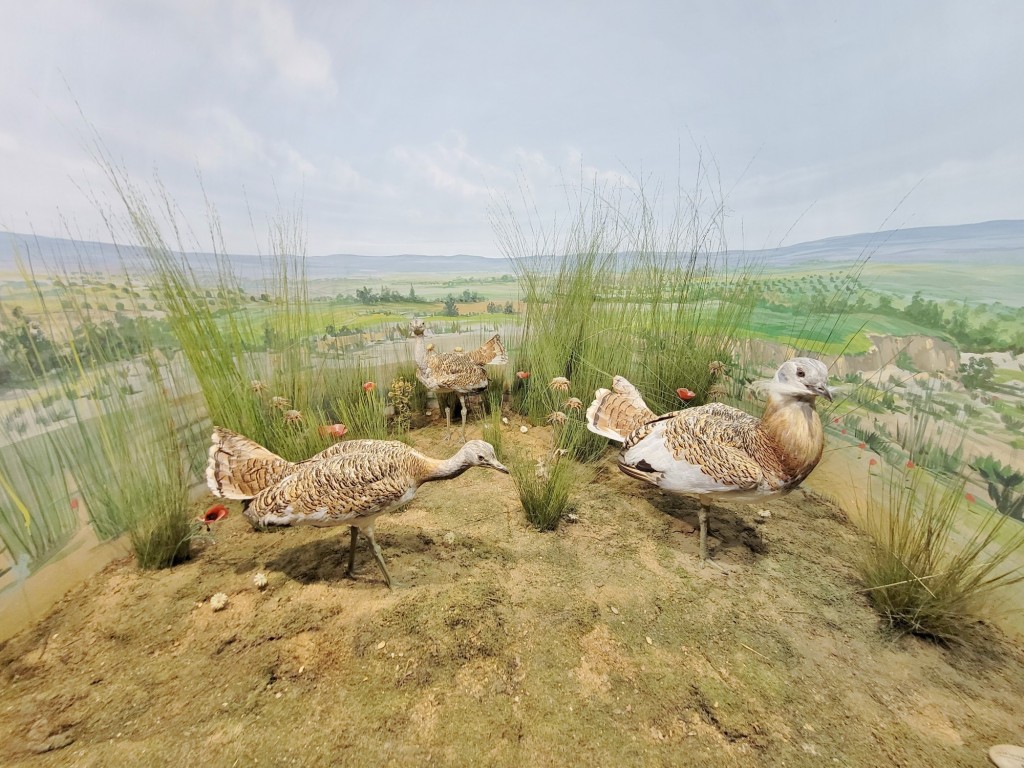 Foto: Diorama en el Palacio Real - Real Sitio de San Ildefonso (Segovia), España