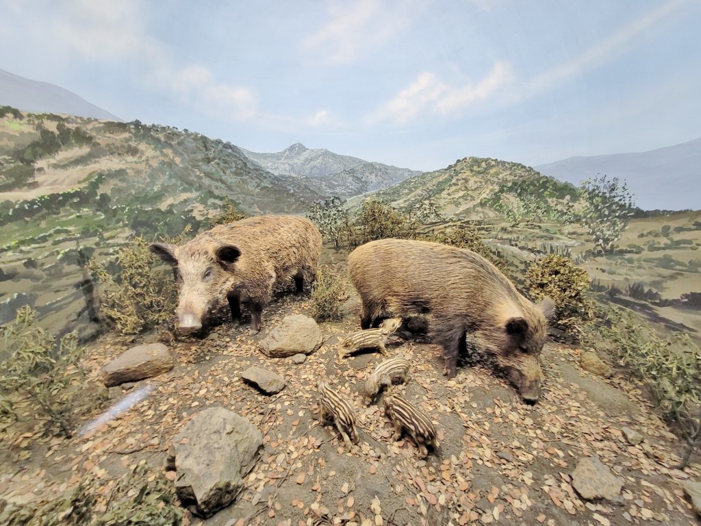 Foto: Diorama en el Palacio Real - Real Sitio de San Ildefonso (Segovia), España