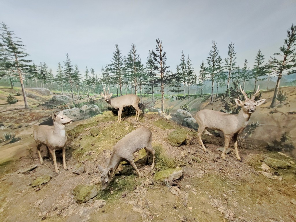 Foto: Diorama en el Palacio Real - Real Sitio de San Ildefonso (Segovia), España