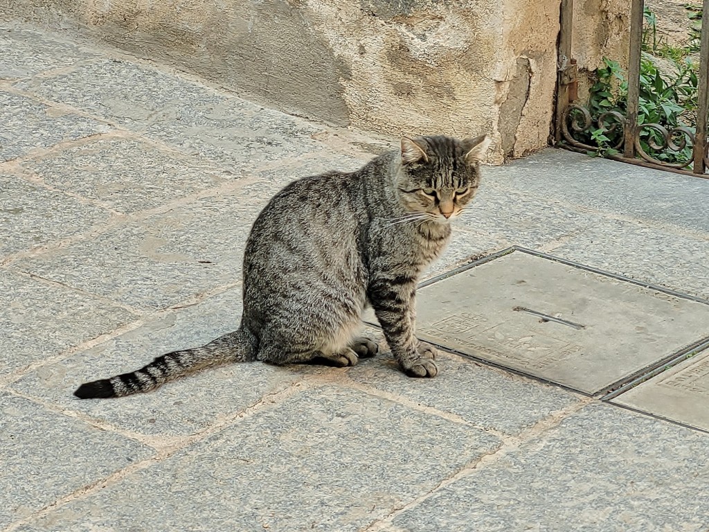 Foto: Gatito - Segovia (Castilla y León), España