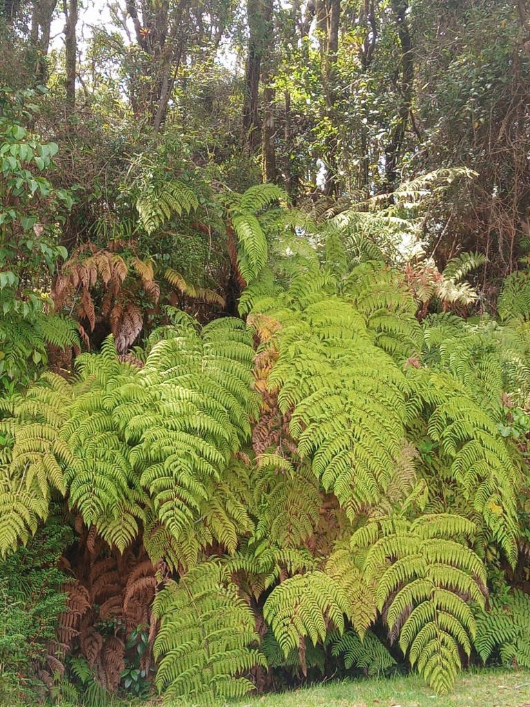 Foto de Parque Natural de Poás, Costa Rica