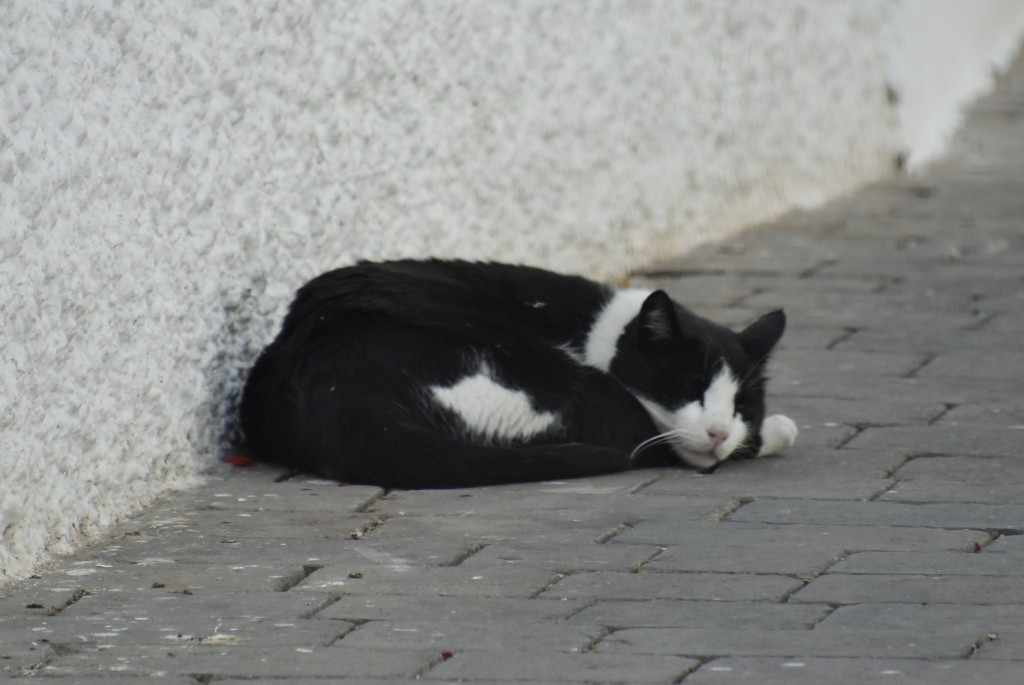 Foto: Gatito - Mojácar (Almería), España