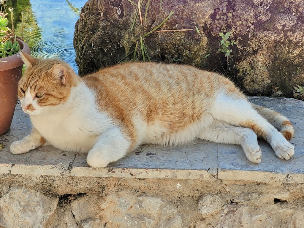 Foto: Gatito - Almócita (Almería), España