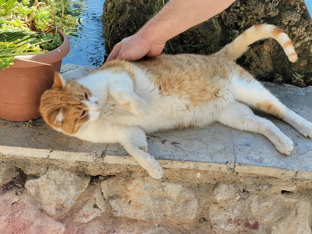 Foto: Gatito - Almócita (Almería), España