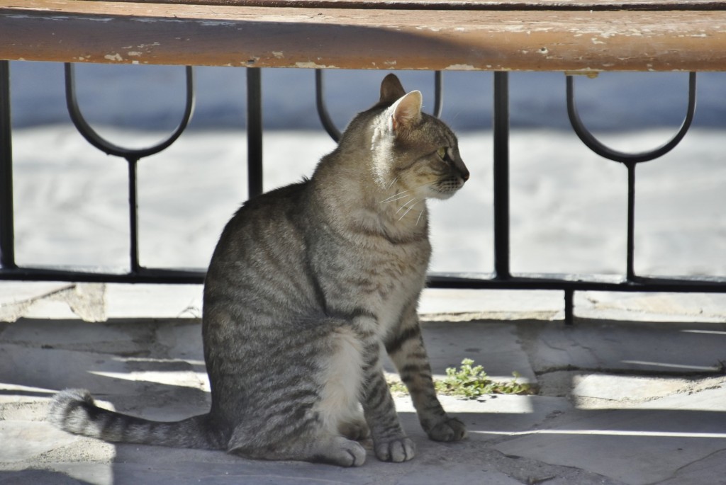 Foto: Gatito - Almócita (Almería), España