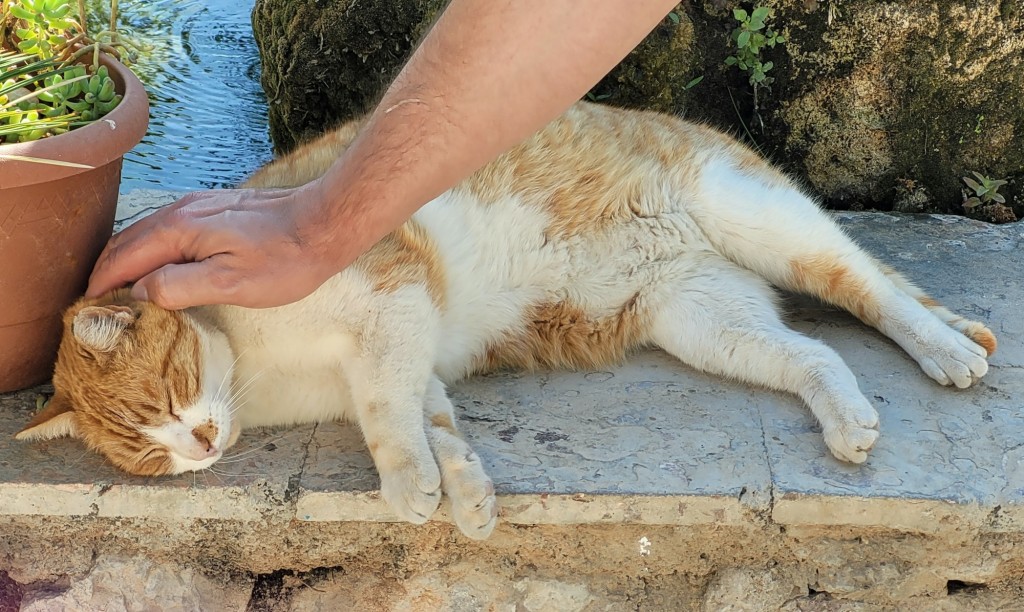 Foto: Gatito - Almócita (Almería), España