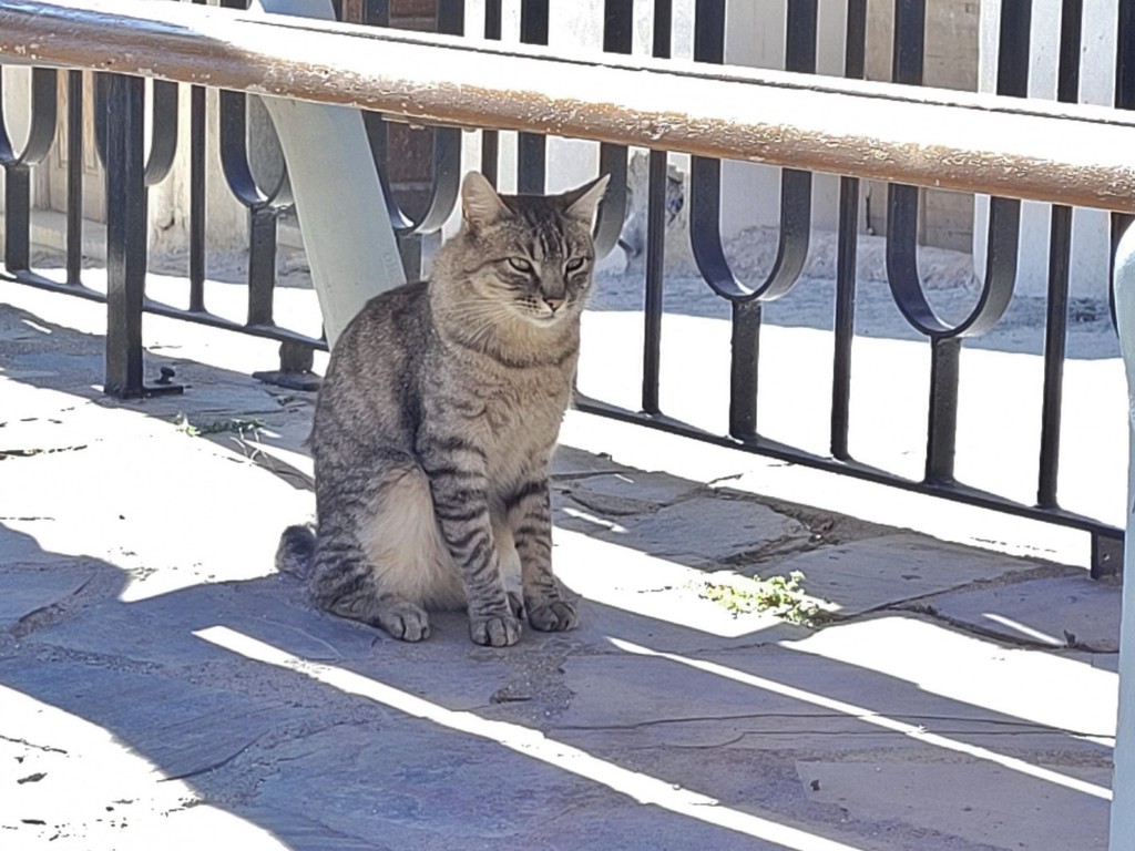 Foto: Gatito - Almócita (Almería), España