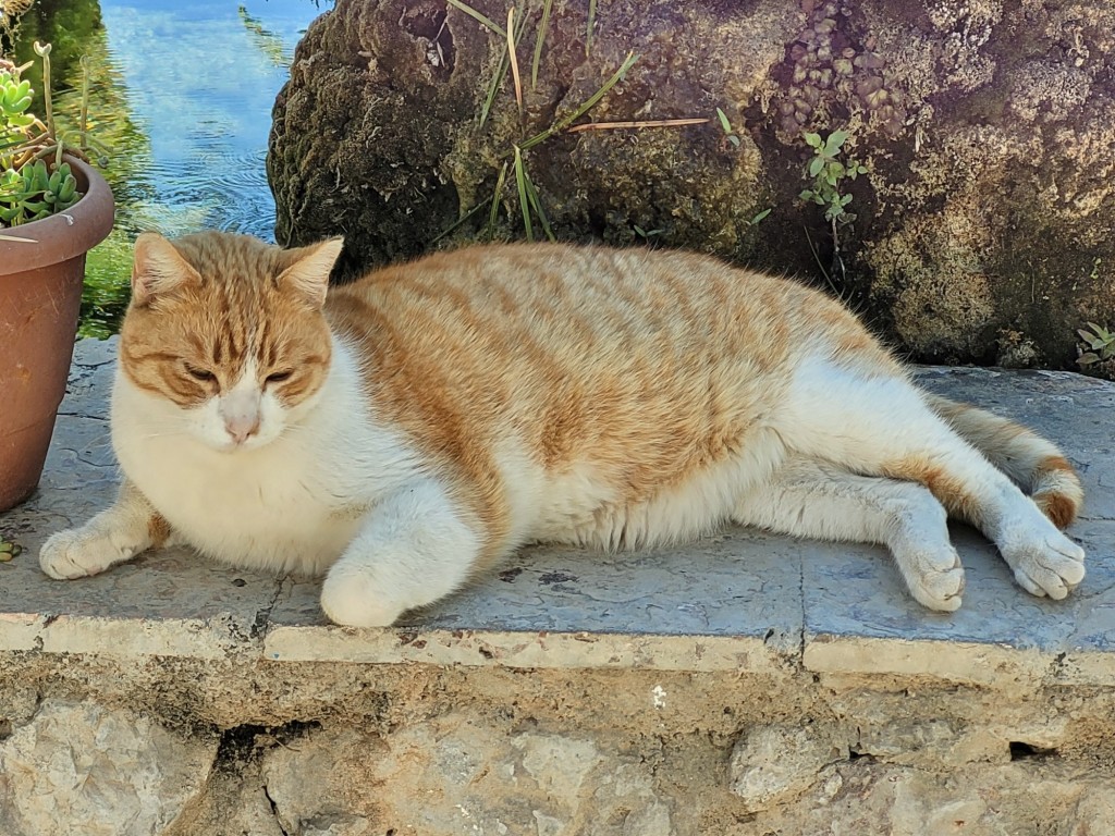 Foto: Gatito - Almócita (Almería), España