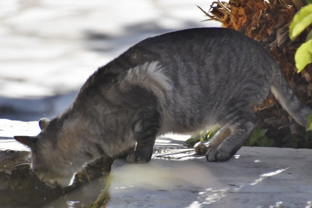 Foto: Gatito - Almócita (Almería), España