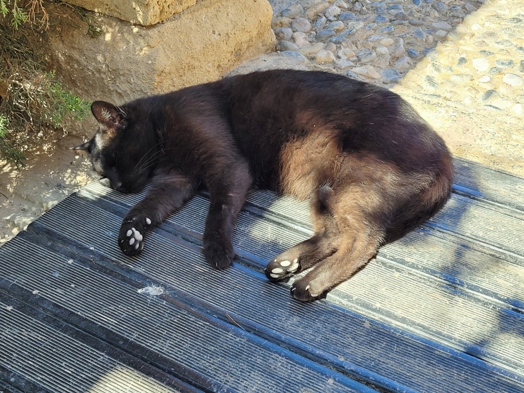 Foto: Gatito - Almería (Andalucía), España