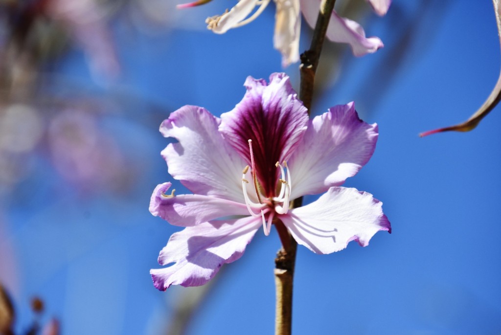 Foto: Flor - Almería (Andalucía), España