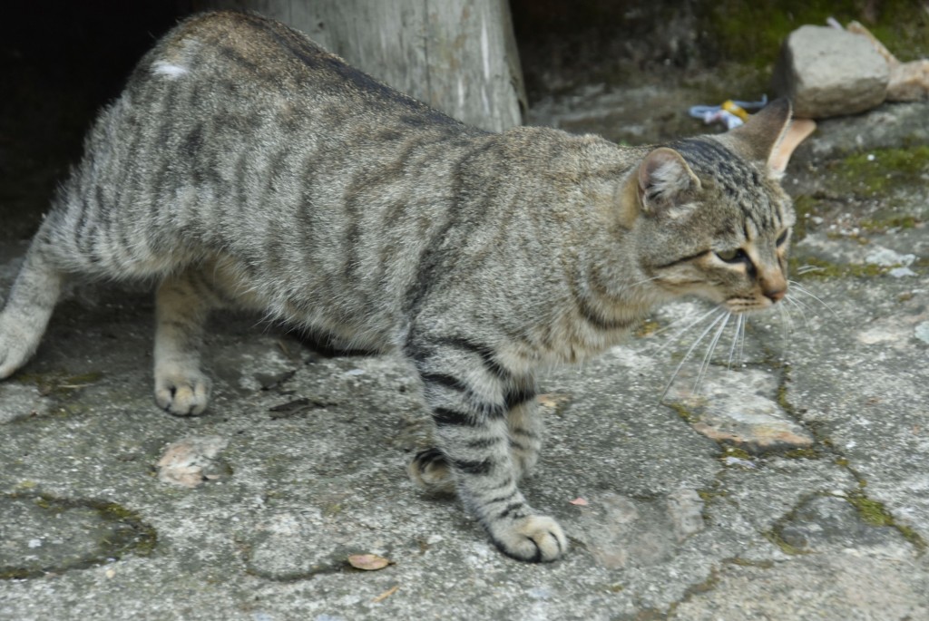 Foto: Gatito - Guisando (Ávila), España