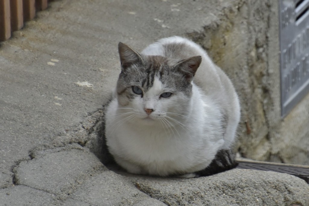 Foto: Gatito - Guisando (Ávila), España